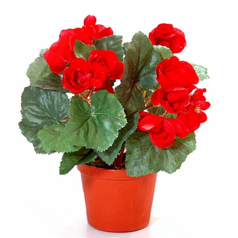 Комнатные растения названия и фото цветущие красным