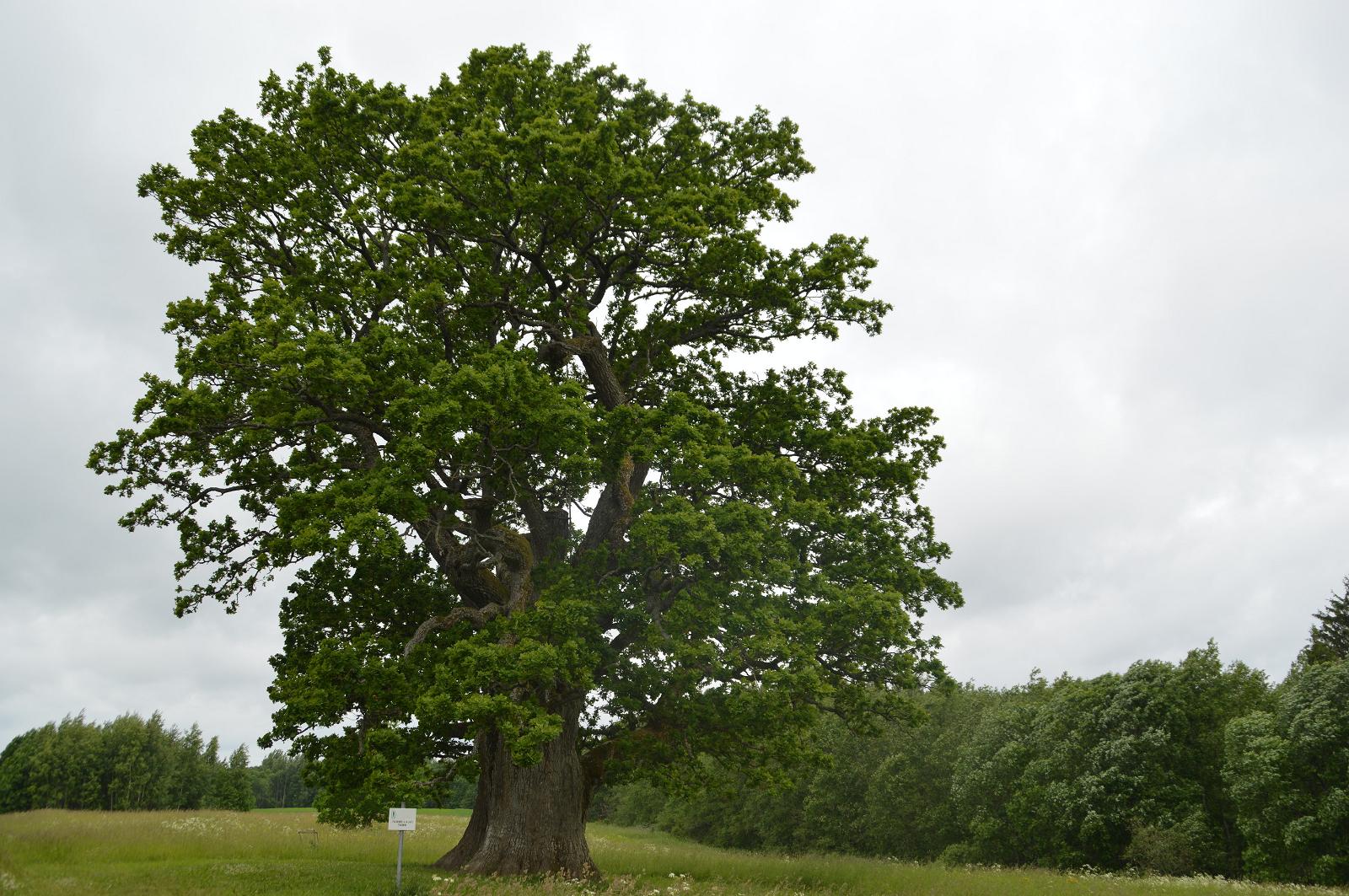 Русский дуб дерево