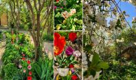 მრავალშვილიანი პედაგოგის მშვენიერი ბაღი ნორიოში, 300-ზე მეტი ჯიშის ვარდით, ტიტებით და უამრავი სხვა ყვავილით