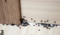როგორ მოვიშოროთ თავიდან ჭიანჭველები ერთხელ და სამუდამოდ