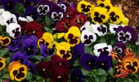 ვიოლები - საოცარი ყვავილების ისტორია და მოვლის წესები