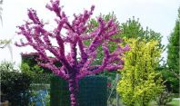 იუდას ხე - ხე, რომელზეც იუდამ თავი ჩამოიხრჩო, გაზაფხულზე წითლად ყვავის