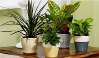 ჯანმრთელობისთვის სასარგებლო ოთახის მცენარეები (+ რეცეპტები)