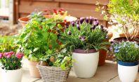 8 რჩევა, როგორ უნდა მოვუაროთ სახლის მცენარეებს