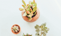 ოთახის მცენარეები, რომლებიც თავისუფლად შეგიძლიათ მოათავსოთ თქვენს სამუშაო მაგიდაზე