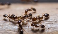 როგორ მოვაშოროთ ბინიდან ჭიანჭველები