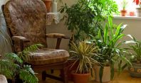 10 სასუქი ოთახის მცენარეებისთვის იოდით, საფუარითა და ნიშადურის სპირტით