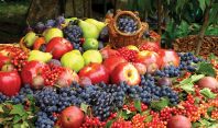 რა უნდა იცოდეთ ხილის აღებასა და შენახვაზე