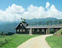 იაპონიაში ააშენეს სახლი, რომლის სახურავზე ალუბლის ბაღია გაშენებული