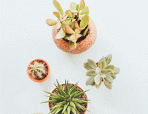 ოთახის მცენარეები, რომლებიც თავისუფლად შეგიძლიათ მოათავსოთ თქვენს სამუშაო მაგიდაზე