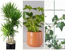 5 მცენარე ბნელი სახლისთვის