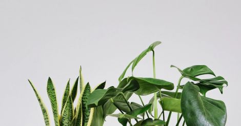 სახლის ანტისეპტიკური საშუალება: ოთახის  7 მცენარე, რომელიც ვირუსებისგან იცავს