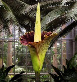 "მიცვალებულის ყვავილი" აყვავდა: იშვიათი მოვლენა, რომლის სანახავად უამრავი ადამიანი შეიკრიბა - რა არის ცნობილი უცნაურ მცენარეზე?