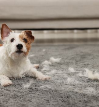 არ ჩაყაროთ უნიტაზში! - როგორ გავუმკლავდეთ ძაღლისა და კატის ბეწვს ბინაში