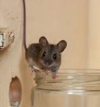  როგორ მოვიშოროთ აგარაკიდან თაგვები ძმრის ესენციის დახმარებით - ყველაზე იაფი და უსაფრთხო საშუალება
